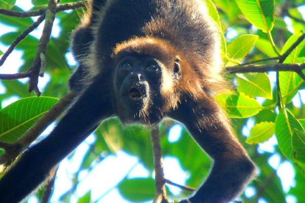 Isthmus of Panama: Monkey Island