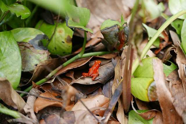 Red Frog Island, Isthmus of Panama